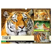 Calvendo Tiger. Die schönsten Katzen der Erde (Wandkalender 2026