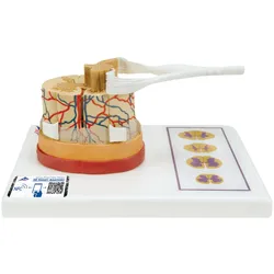 Rückenmark Modell mit Nervenenden - 3B Smart Anatomy