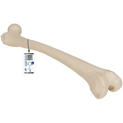 Oberschenkelknochen Modell - 3B Smart Anatomy