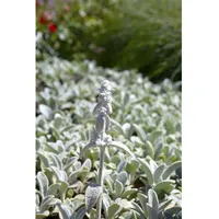 Pflanzen Für Dich Stachys byzantina 'Silver Carpet', Wollziest, silbrig,