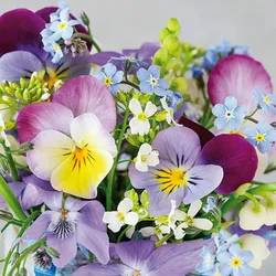 ti-flair 20 Servietten Papier 33x33cm 3-lagig hochwertige Einweg Papierservietten Gastroservietten Frühlingsservietten Stiefmütterchen Vergissmeinnicht Blumen