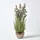 Homescapes KUNSTPFLANZE Lavendel rosa 66 cm