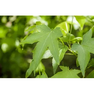Pflanzen für Dich Baum Liquidambar styr. Slender Silhouette, 1 St., Amberbaum, Amerikanischer Amberbaum, herbstfärbung, säulenform grün