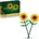 Sonnenblumen 40524