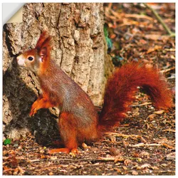 Artland Wandbild »Rotes Eichhörnchen will hoch hinaus«, Wildtiere, (1 St.), als Poster, Wandaufkleber in verschied. Größen Artland Farbe Bild(er): rot