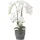 Homescapes Künstliche Weiße Phalaenopsis-orchidee im Dunkelgrauen Keramiktopf, 82 cm