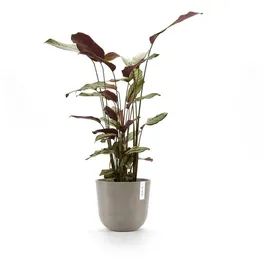 Ecopots Oslo Ø 25 x 21,8 cm Braungrau