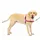 PetSafe Easy Walk Anti-Zieh-Hundegeschirr, himbeere L,