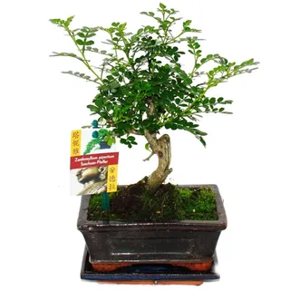 EXOTENHERZ Bonsai Szechuan-Pfeffer Zanthoxylum Piperitum ca. 6 Jahre Kugelform