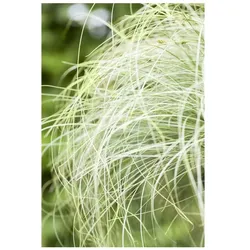Carex albula 'Frosted Curls', Ziergras, ca. 9x9 cm Topf