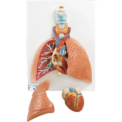Lungenmodell mit Kehlkopf, 5-teilig - 3B Smart Anatomy