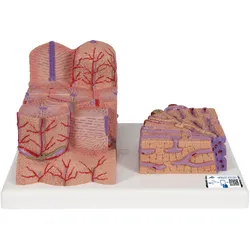 3B MICROanatomyTM Modell Leber - 3B Smart Anatomy