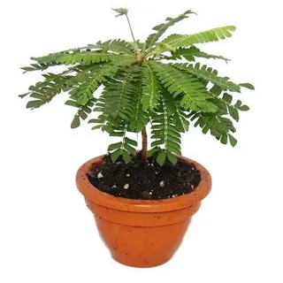 EXOTENHERZ Biophytum sensitivum Südseepalme 9cm Tontopfbewegliche Pflanze Ideal für Kinder