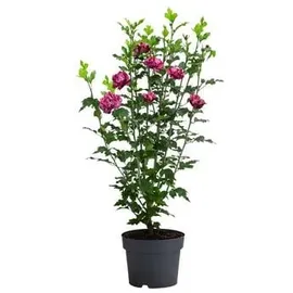 Dehner Hibiskus Maike, - Garten-Eibisch