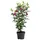 Dehner Hibiskus Maike, - Garten-Eibisch