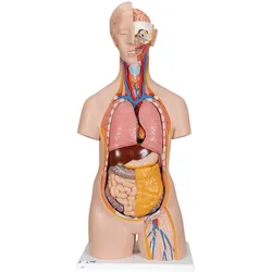 Klassik Torso Model, geschlechtsneutral, 14-teilig - 3B Smart Anatomy