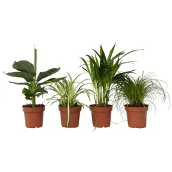 Plant in a Box Areca, Chlorophytum, Cyperus, Musa - Haustierfreundliche Pflanzenmischung 4er Set Höhe 25-40cm