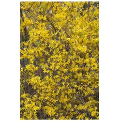 Forsythia 'Minigold', Goldglöckchen, gelb, 80–100 cm