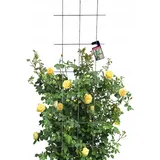 Kadax Rankgitter 45 x 150 cm Schwarz