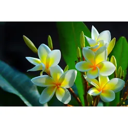 Fototapete PAPERMOON "FRANGIPANI-BLUMEN PLUMERIA PFLANZE JASMIN BLÜTEN BAUM", bunt, B:3,50m L:2,60m, Vlies, Tapeten