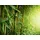 Premium Garden Wurzelsperre 3,5 x 0,6 m rot