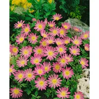 Pflanzen Für Dich Anemone blanda 'Pink Star', ca. 9x9