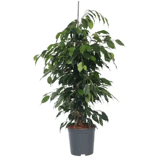 Plant in a Box - Ficus benjamina Danielle - Echte Zimmerpflanzen groß - Geigenpflanze - Topf 21cm - Höhe 100-110cm