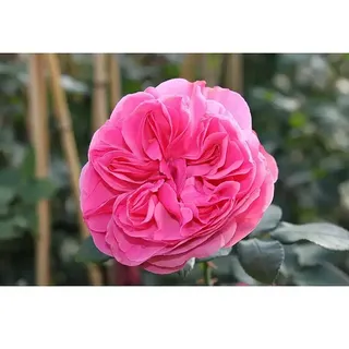 Beetrose  (Rosa 'Leonardo da Vinci' ®, Dunkelrosa)