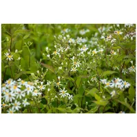Pflanzen Für Dich Aster divaricatus 'Tradescant' weiß, ca. 9x9