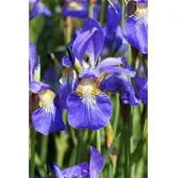 Pflanzen Für Dich Iris sibirica, Sibirische Schwertlilie, ca. 9x9