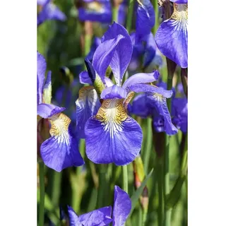 Pflanzen Für Dich Iris sibirica, Sibirische Schwertlilie, ca. 9x9 cm Topf