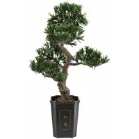Europalms Bonsai Podocarpus, 80cm