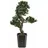 Europalms Bonsai Podocarpus, 80cm