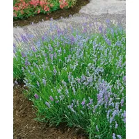 Pflanzen Für Dich Lavandula angustifolia 'Blue Cushion', Lavendel, blau,