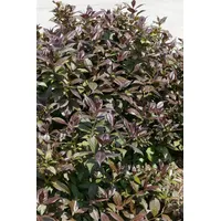 Pflanzen Für Dich Weigela 'Black and White' -R-, weiß-rosa,