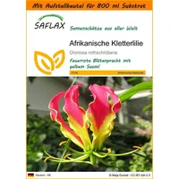 SAFLAX - Garden in the Bag - Afrikanische Kletterlilie