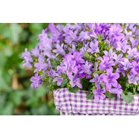 Pflanzen Für Dich Campanula poscharskyana, Polsterglockenblume, blau, ca. 9x9