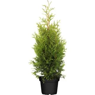 pflanzen-für-dich.de Thuja occidentalis 'Brabant' Lebensbaum, immergrün, 80-100 cm
