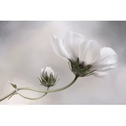 Fototapete PAPERMOON "Photo-Art MANDY DISHER, EINFACH KOSMOS", bunt, B:3,50m L:2,60m, Vlies, Tapeten