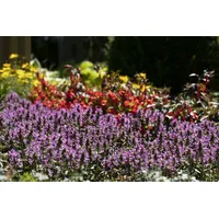 Pflanzen Für Dich Stachys officinalis, Betonie, ca. 9x9 cm