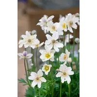 Pflanzen Für Dich Anemone multifida 'Annabella White' ca. 9x9