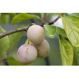 Pflanzen Für Dich Prunus domestica 'Mirabelle von Nancy', gelb, 40 cm Stammhöhe