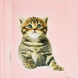 Adina Notizbuch A5 blanko Katze