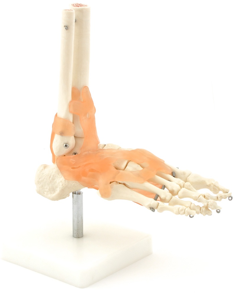 Fuß-Skelettmodell mit Bandapparat Lebensgroß Fuß-Modell HeineScientific