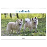 Calvendo Islandhunde (Wandkalender 2026 DIN A3 quer), CALVENDO Monatskalender: