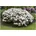 Pflanzen Für Dich Rhododendron yakushimanum Dreamland rosa Blüten 40 50 cm