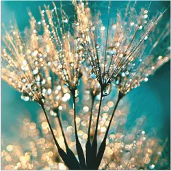 Wandbild ARTLAND "Pusteblume Schirmchen abstrakt", blau (farbe bild(er): blau), B:50cm H:50cm, Bilder, als Alubild, Outdoorbild, Leinwandbild, Poster, Wandaufkleber