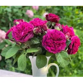 Dehner Nostalgie-Edelrose Deep Secret, Pink, Lila