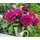Dehner Nostalgie-Edelrose Deep Secret, Pink, Lila