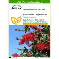 SAFLAX - Australischer Lampenputzer - 400 Samen - Mit